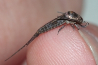 Un thysanoure (Microcoryphia - Machilidae - Dilta.sp)